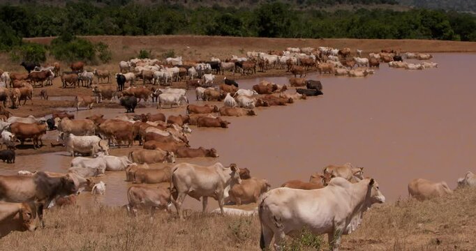 Extreme wide shot of a flock of boran cattle (Bos indicus) walking to a water reservoir to drink in a plain during the afternoon in kenya