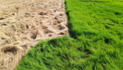 Dichotomy of green grass and brown hay field close up view
