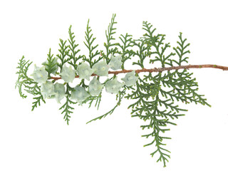 Branch of Oriental thuja tree isolated on white, Platycladus orientalis