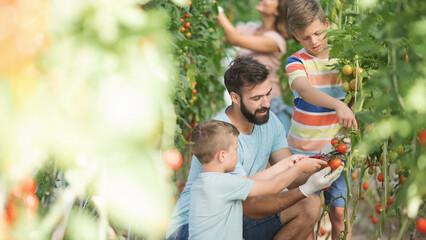 Family with two kids working in greenhouse with tomato