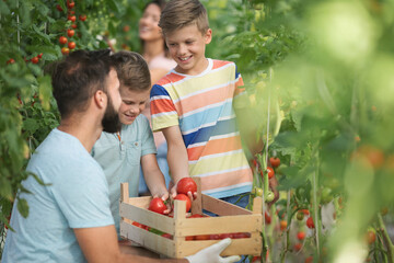 Naklejka premium Family with two kids working in greenhouse with tomato