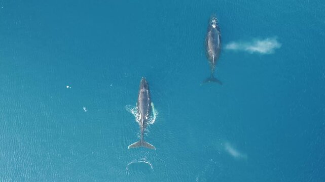 4K video. Aerial view of humpback whales diving in the ocean with blue water. Southern Ocean, Antarctica. Megaptera novaeangliae