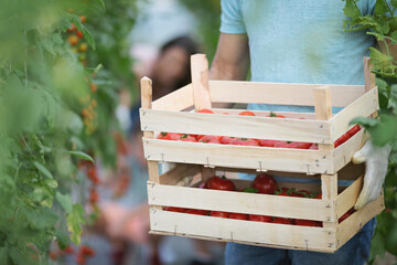 Family with two kids working in greenhouse with tomato