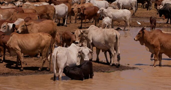 Wide shot of a group of boran cattle (Bos indicus) hydrating inside a dam as a calf is nursing in the kenyan savanna during the evening