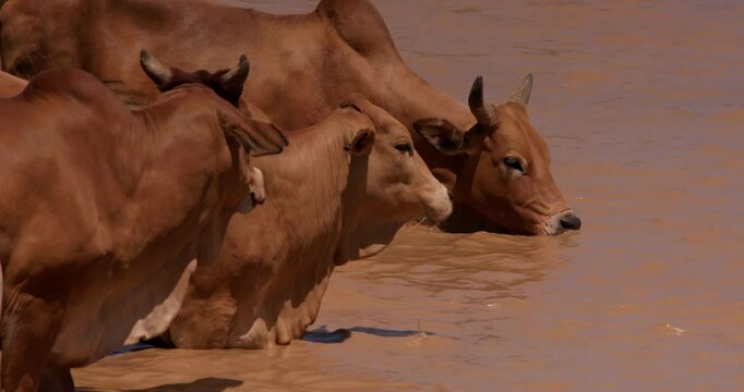 Close up shot of a drove of boran cattles (Bos indicus) gulping water in the savanna during the evening in kenya