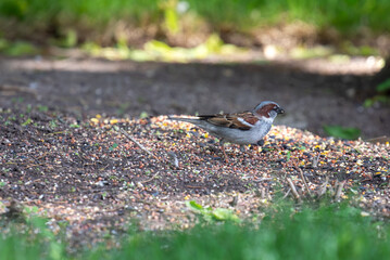 House sparrow feeding in nuts and seeds.
