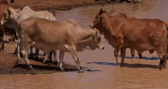 Wide shot of a group of boran cattles (Bos indicus) drinking water during the evening in kenya at a dam