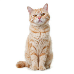 Obraz premium A beautiful ginger cat with striking eyes is captured in a bright, eye-level studio portrait, showcasing the feline's charming personality and unique markings.
