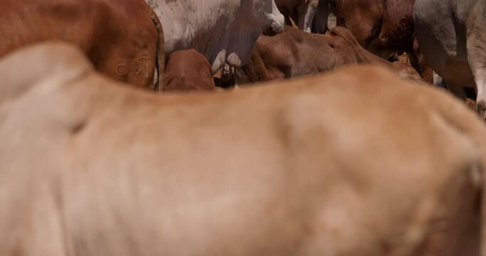 Close tilt up shot of a drove of boran cattles (Bos indicus) clustered together in the kenyan grassland at evening