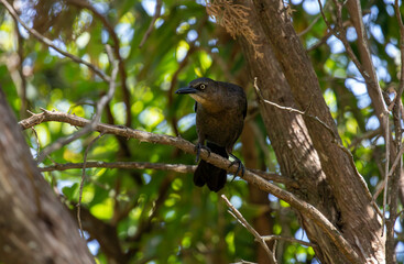 European Starling (Sturnus vulgaris) perched on a limb.