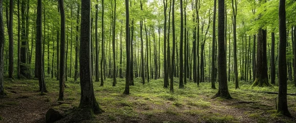 Poster de jardin  Lush Forest Canopy  © Pixel Sculptor