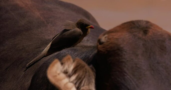 Close up shot of a  yellow- billed oxpecker (Buphagus africanus) sleeping on the hump of a boran cow in the kenyan plain during the evening 