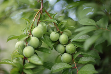 Green plums ripening on the tree in the sun. 