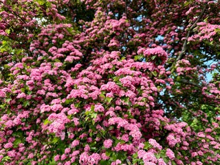 Blooming red hawthorn tree in a park in spring 