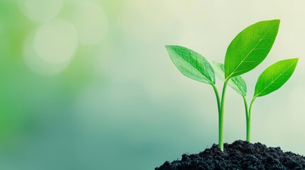 Tree saplings ready to be sold as eco friendly products at a local market or garden center.