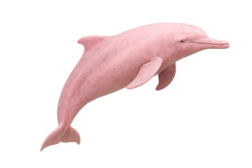 Pink Amazon river dolphin side view on white background – rare wildlife image