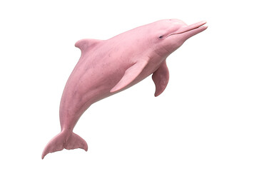 Pink river dolphin leaping on white background – Amazon wildlife photo