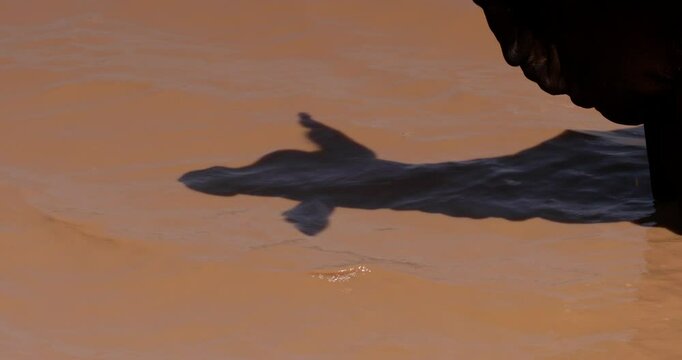 Close up shot of a boran cattle (Bos indicus) shadow on the water surface of a dam in the savanna during the afternoon in kenya 
