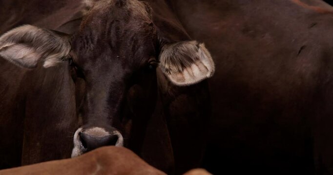 Close up pan shot of a pregnant boran cattle (Bos indicus) body standing in the middle of a herd in the evening at  a kenyan plain