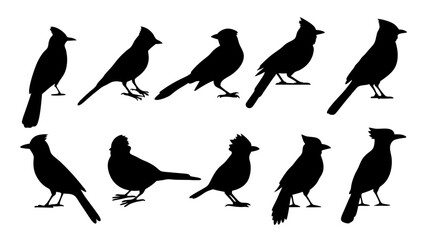 set of blue jay birds silhouette vector on tranparent background