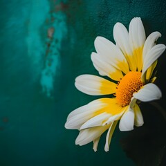 A beautiful close up shot of a fresh white daisy bloom with bright yellow center set against a lush green natural background