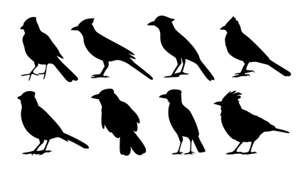 set of blue jay birds silhouette vector on tranparent background