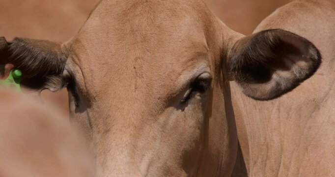 Extreme close up shot of a herd of boran cows  (Bos indicus) head observing the grasslands of kenya during the evening 