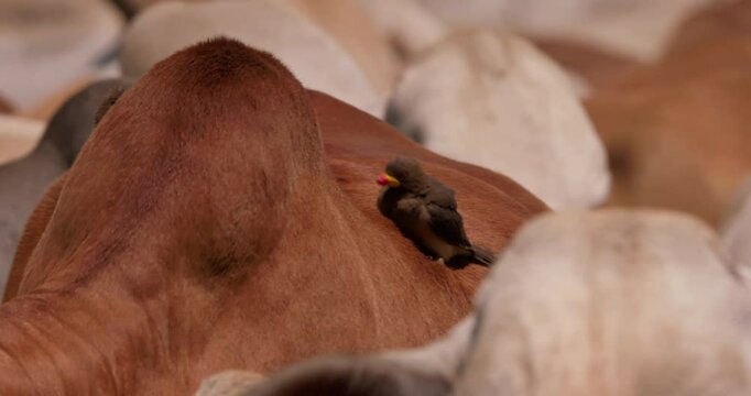 Close up shot of yellow- billed oxpecker (Buphagus africanus) leveling on the hump cleaning a wound of a boran cow in Kenya.