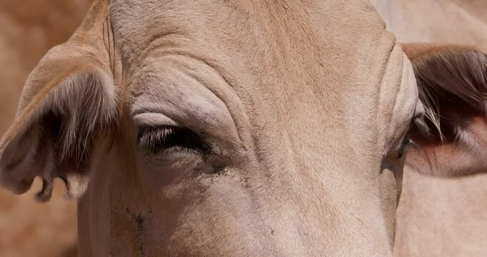 Extreme close up shot of a flock of boran cows  (Bos indicus) head scanning the grasslands of kenya during the evening 