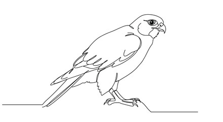 Obraz premium Falcon illustration in minimalistic line art style 