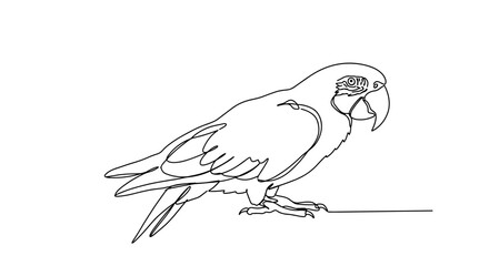 Fototapeta premium Outline of a macaw bird standing against a white background 