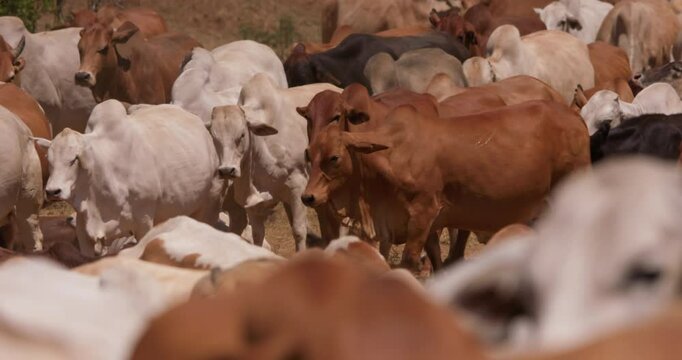 Wide shot of a drove of boran cattles (Bos indicus) moving about in the grasslands of kenya in the afternoon in kenya