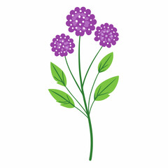 Fototapeta premium Simple Verbena Vector on White