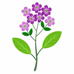 Simple Verbena Vector on White