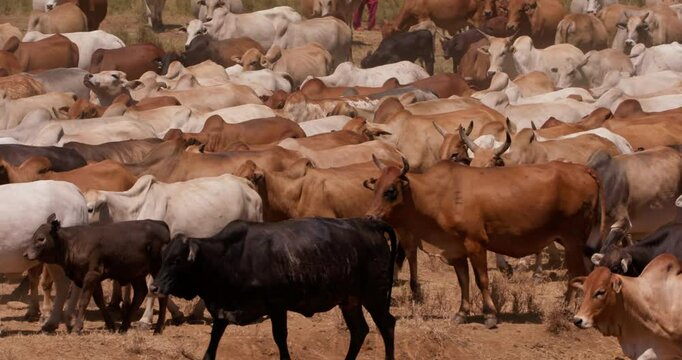 Wide shot of a drove of boran cattles (Bos indicus) walking in the plains of kenya at evening