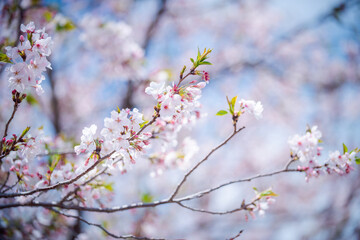 Fototapeta premium Beautiful and cute pink Kawazu Zakura or cherry blossom against blue sky.
