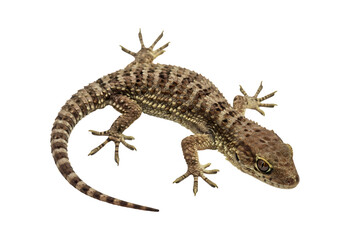 Naklejka premium Mediterranean Gecko Lizard Image Reptile Photography Herpetology isolated on white background