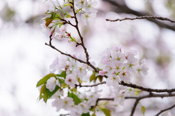 Beautiful and cute pink Kawazu Zakura or cherry blossom against blue sky. Kawazu, Shizuoka, Japan....