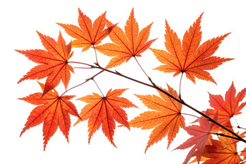 Fototapeta premium Close up view of a branch with vibrant orange maple leaves against a black background in autumn time