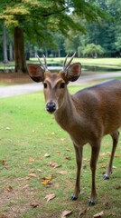 Young deer with antlers grazing on green grass in lush forest park, natural habitat