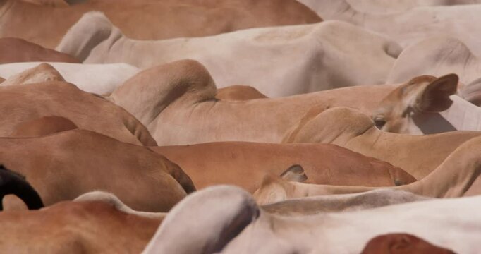 Close up shot of a flock of boran cattle (Bos indicus) bodies clustered together in the savanna at evening in kenya