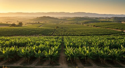 Fototapeta premium Picturesque banana plantation landscape under soft golden sunlight and clear blue sky