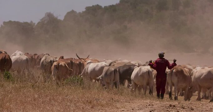 Extreme wide shot of a shepherd striding behind a herd of cattle in the plains of kenya at eventide