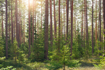 Beautiful deep forest scene. Light beam in woodland. Forest wood background.