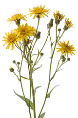 Oriental false hawksbeard isolated on white background