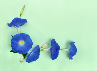 Blue flowers Ipomoea ( bindweed, moonflower, morning glories ) on a light green background with space for text. Top view, flat lay