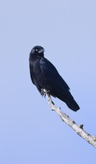 common raven on a bare tree vertical, crow on a dead tree upright, bright blue sky, black raven on a high branch, Nictitating membrane raven, corvus in sunny weather, corvus from the side