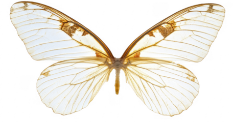 Ghost Butterfly Wings,  Elegant, White, and Gold