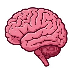 Illustration of a brain with a detailed depiction of gyri and sulci. The cerebral hemispheres are prominently outlined with a pink color palette and bold, dark outlines for contrast. 