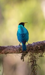 Green Honeycreeper (Chlorphanes spiza) male, in a rain forest at Las Cruces Biological Station in southern Costa Rica, Central America.
